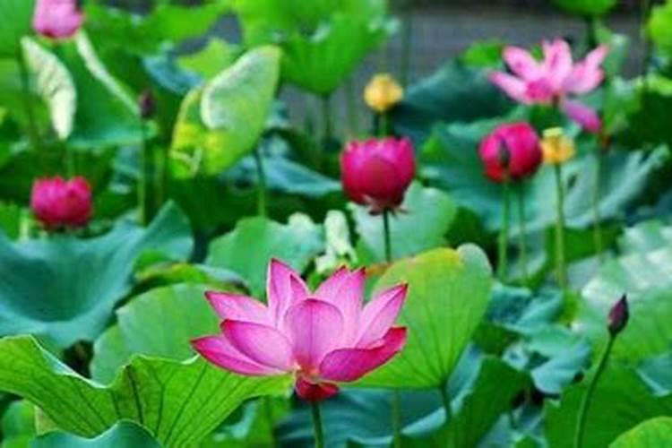 揭秘荷花养殖的奥秘：从新手到专家的详细指南