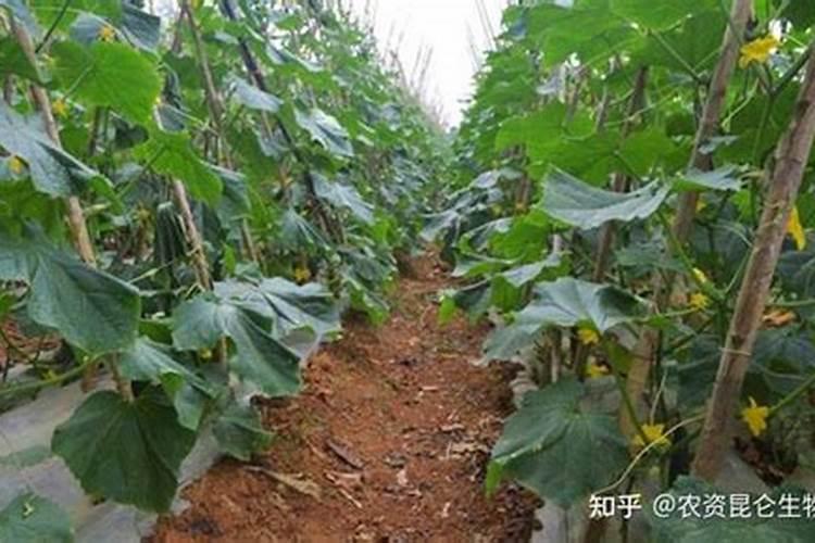 黄瓜重茬死棵的解决之道与预防策略