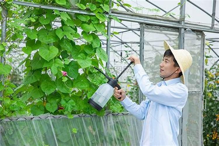 绿色守护：探寻最佳农药喷洒方式？