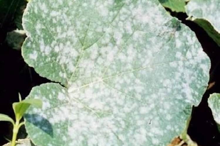 守护金黄——油菜白粉病用药防治新策略