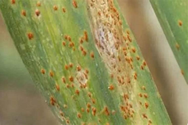 大蒜锈病防治秘籍：简单几步，轻松搞定？