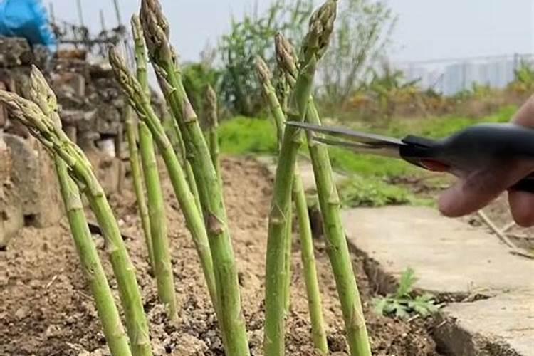 绿意盎然：掌握芦笋施肥的正确方法？