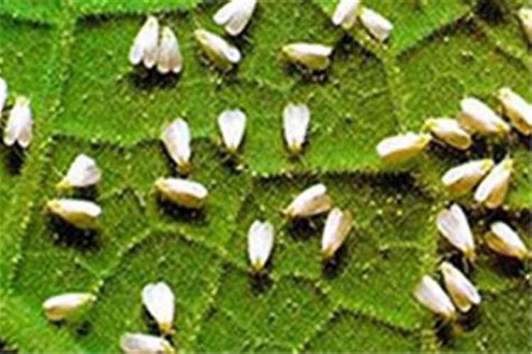 关注桑粉虱的防治要点