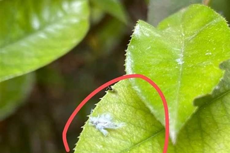 关注桑粉虱的防治要点