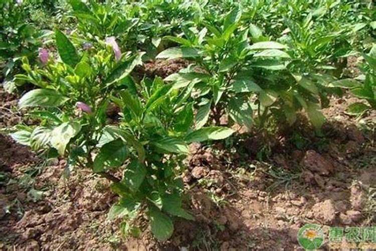 板蓝根的种植与栽培技术要点