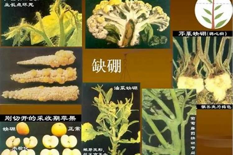 判断蔬菜是否缺素有章可循？