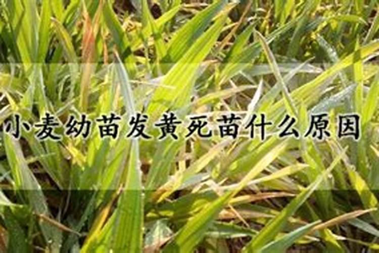 小麦冬前发黄死亡的原因？