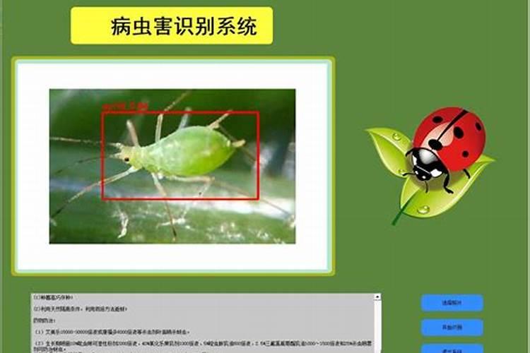 菊花守护者：识别与对抗常见虫害