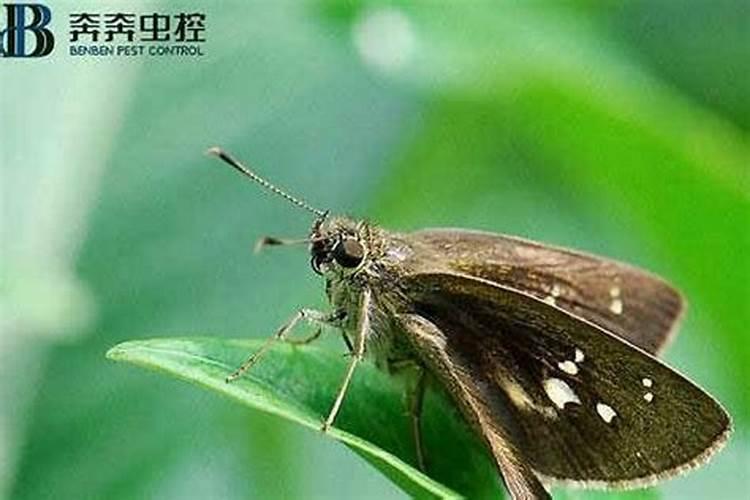 贮粮害虫麦蛾咋防治