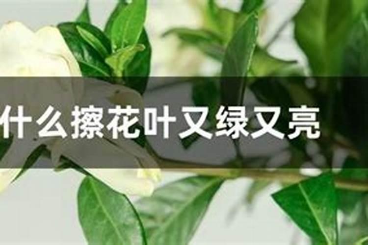 喷叶面肥叶片变绿原因有哪些方面？
