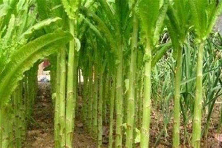 让莴笋茎壮如牛：科学施肥的奥秘
