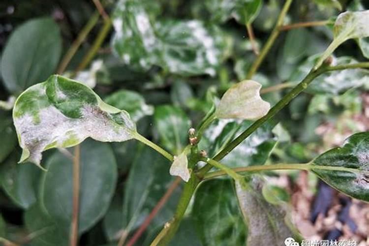 香樟树受害症状及解决方案
