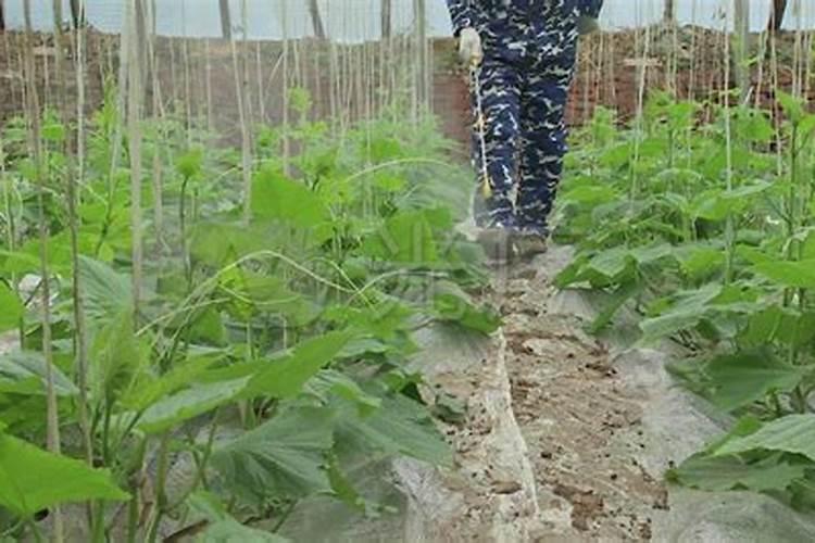 大棚黄瓜病虫害及防治措施