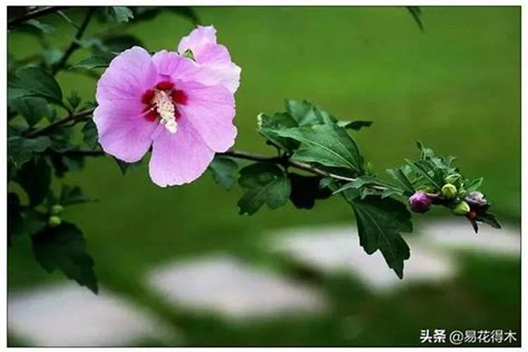 木槿掉花蕾是什么原因？