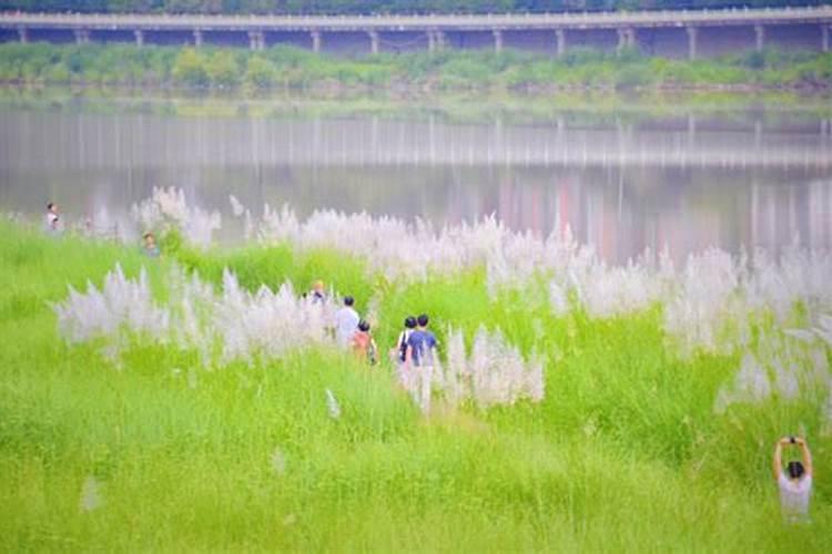 绿意盎然：探索芦苇的种植与防治之道