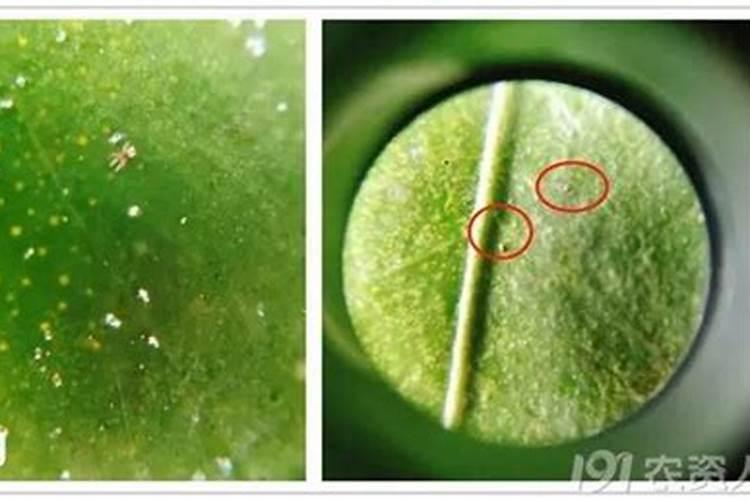虫螨腈虱螨脲主要杀死什么昆虫？