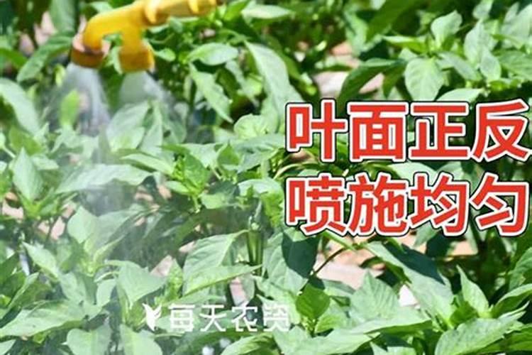 叶面硼肥什么时候喷洒合适？