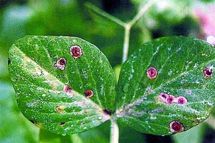 守护翠绿：战胜豌豆细菌性叶斑病的策略