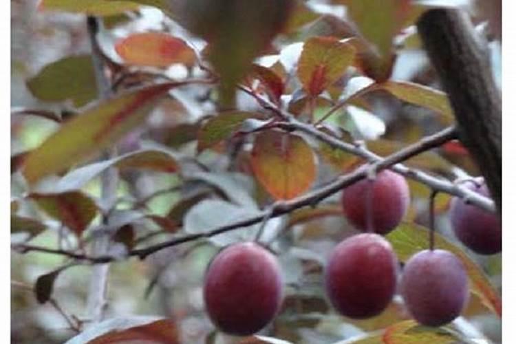 紫叶李的守护：识别与防治病虫害的策略