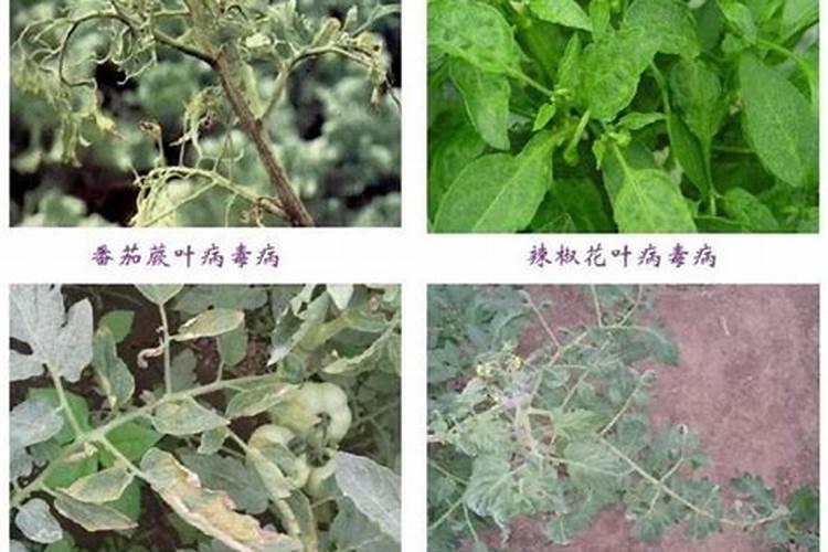 蔬菜侵染性病害防治措施