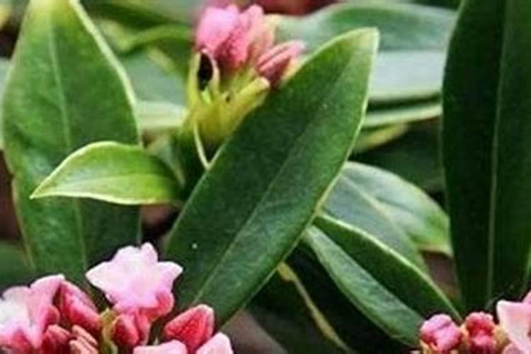 买的瑞香换盆以后出现落花是什么原因导致的？