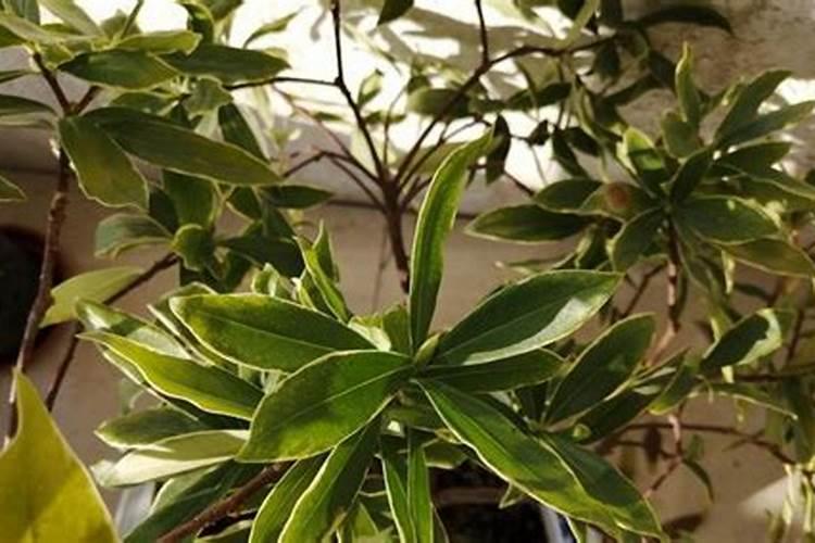 买的瑞香换盆以后出现落花是什么原因导致的？