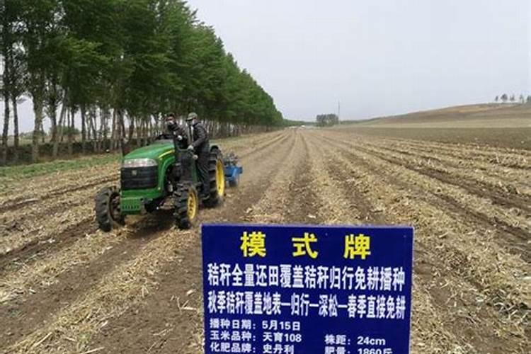 绿色耕耘：玉米免耕播种技术及其益处解析