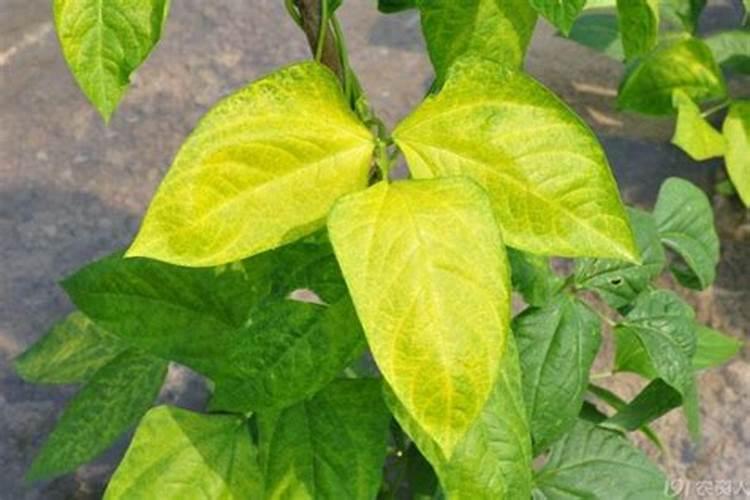 虎耳草叶片发黄怎么办，虎耳草叶子发黄原因？