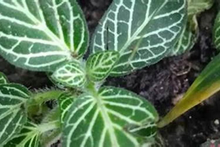虎耳草叶片发黄怎么办，虎耳草叶子发黄原因？
