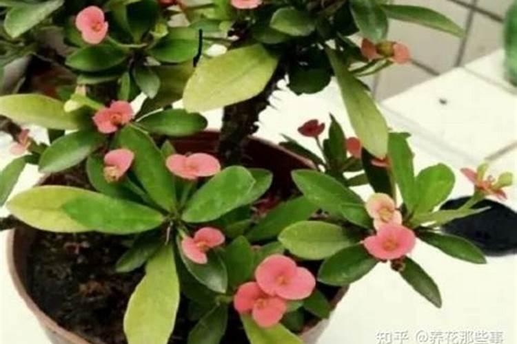 虎刺梅叶子发黄的原因，虎刺梅叶子发黄怎么办？