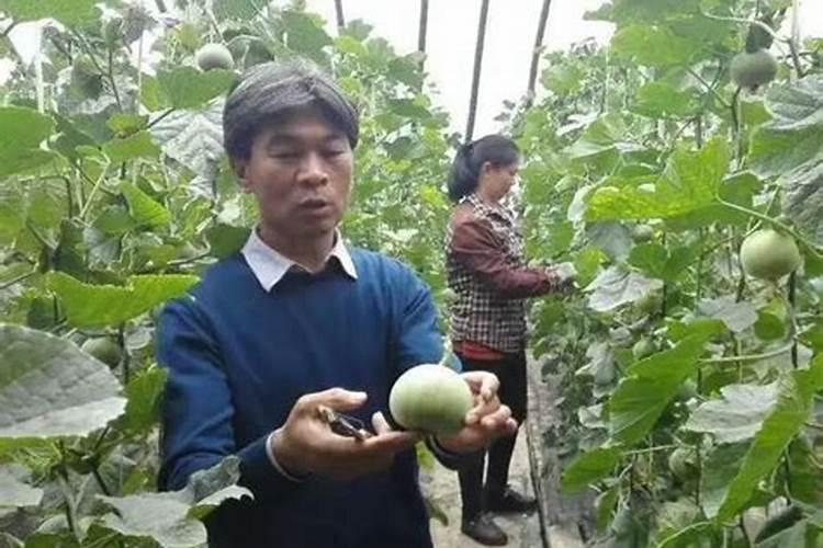 合理蘸花避免甜瓜偏瓜