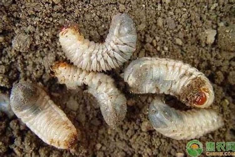 揭秘人参僵虫的防治：一场与自然的和谐博弈