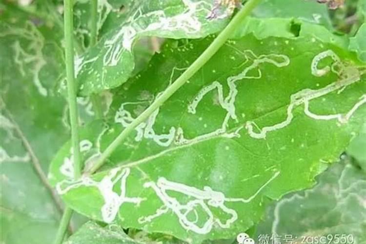 绿色守护：高效防治蔬菜潜叶蝇的用药策略