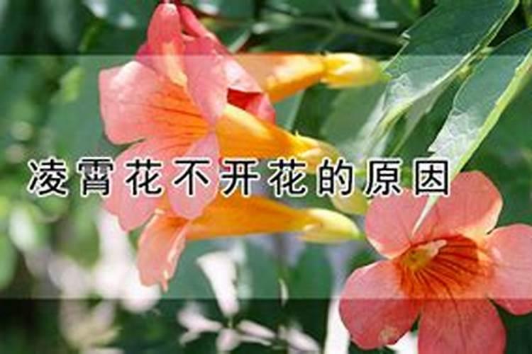 凌霄花不开花的原因