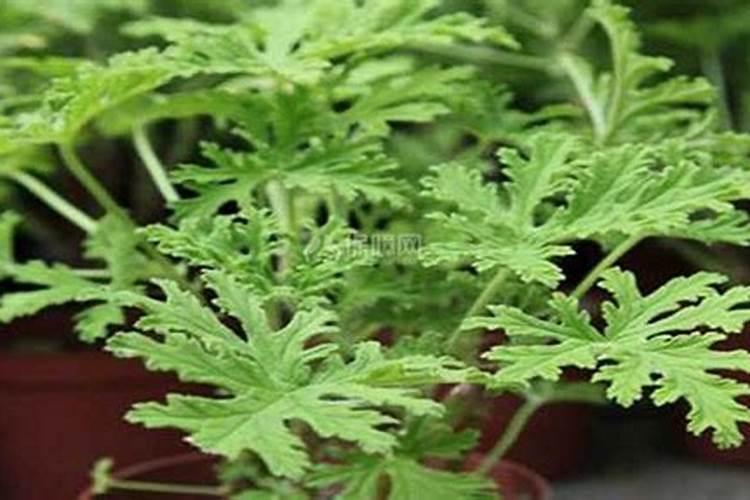 驱蚊草该如何养殖，有哪些注意事项？