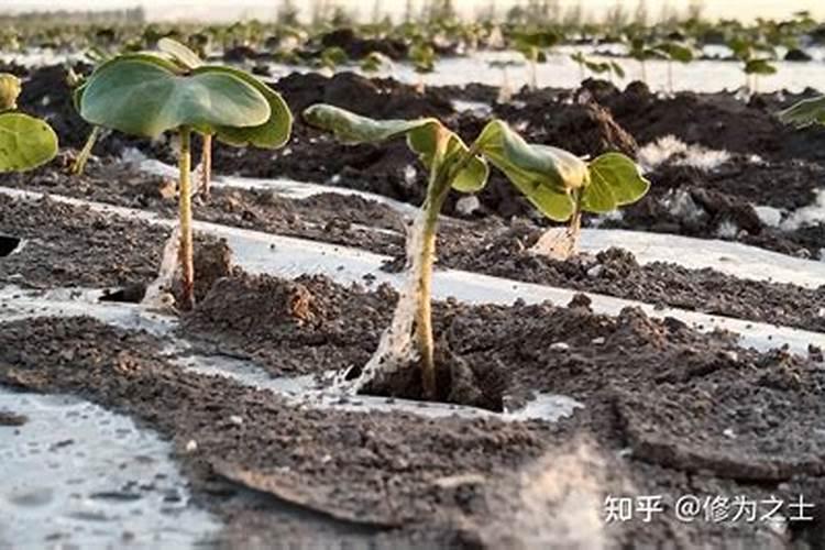 提高土肥抗旱技术