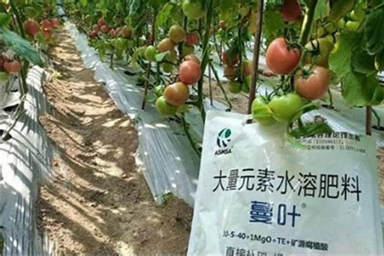 家庭养花巧施肥的注意事项