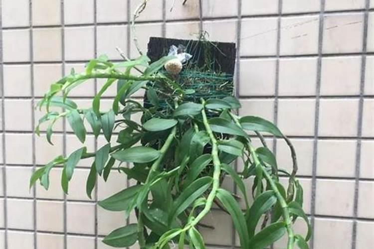 石斛花蕾脱落，是怎么原因？