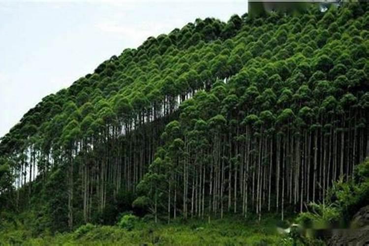 桉树高效种植指南：坡度控制与管理