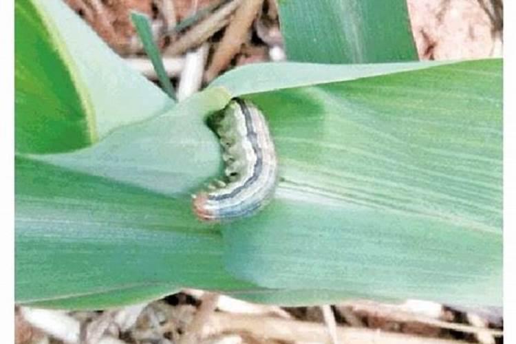 守护金黄宝藏：玉米粘虫的防治策略全解析