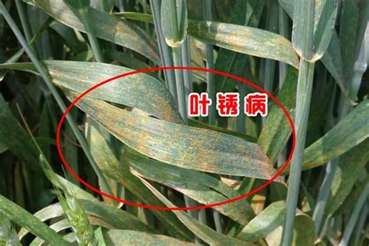 揭秘小麦锈病：何时何地易发生？