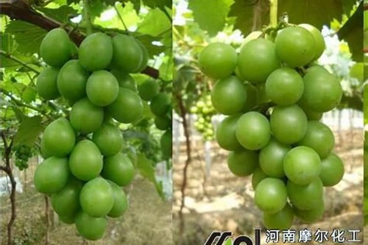 葡萄喷叶面肥指什么肥料好？