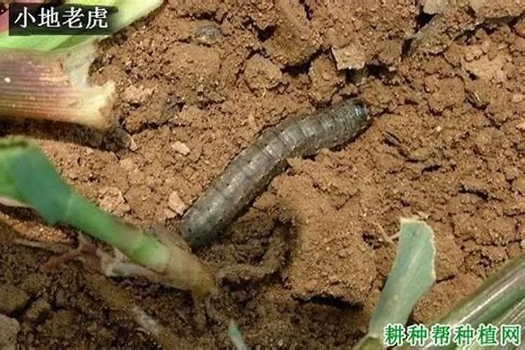 党参如何防治害虫？