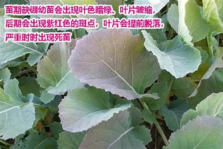硼肥使用过量有什么表现吗？