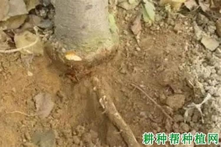 引起苹果树烂根的原因是什么？