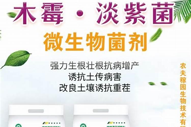 田间守护者：有效防治茭白胡麻斑病的策略与药剂