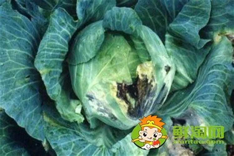 卷心菜腐烂的原因