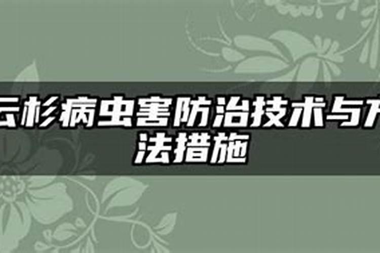 什么是云杉雪枯病？云杉雪枯病如何防治？