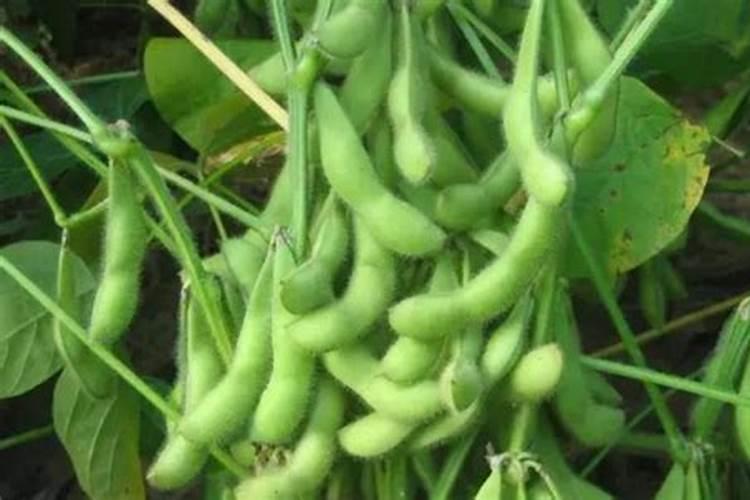 大豆怎么样是缺微量元素？
