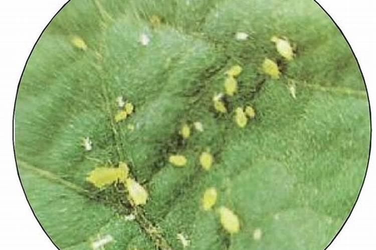 绿色守护：香菜桃蚜防治的有效药剂与综合管理策略